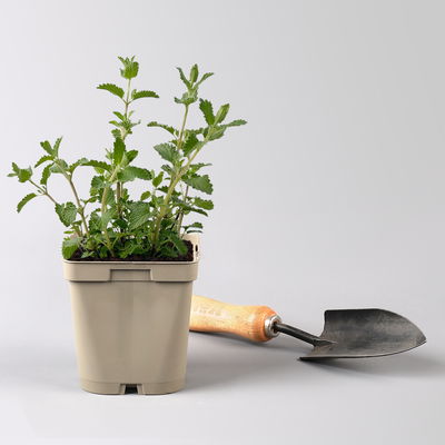 Katzenminze 'Walkers Low', blau, Topf 11x11 cm, 3 Pflanzen Katzenminze 'Walkers Low', blau, Topf 11x11 cm, 3 Pflanzen