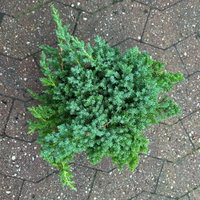 Japanischer Kriechwacholder 'Nana', 10er-Set, Höhe 20-30 cm, Topf 2 Liter Japanischer Kriechwacholder 'Nana', 10er-Set, Höhe 20-30 cm, Topf 2 Liter