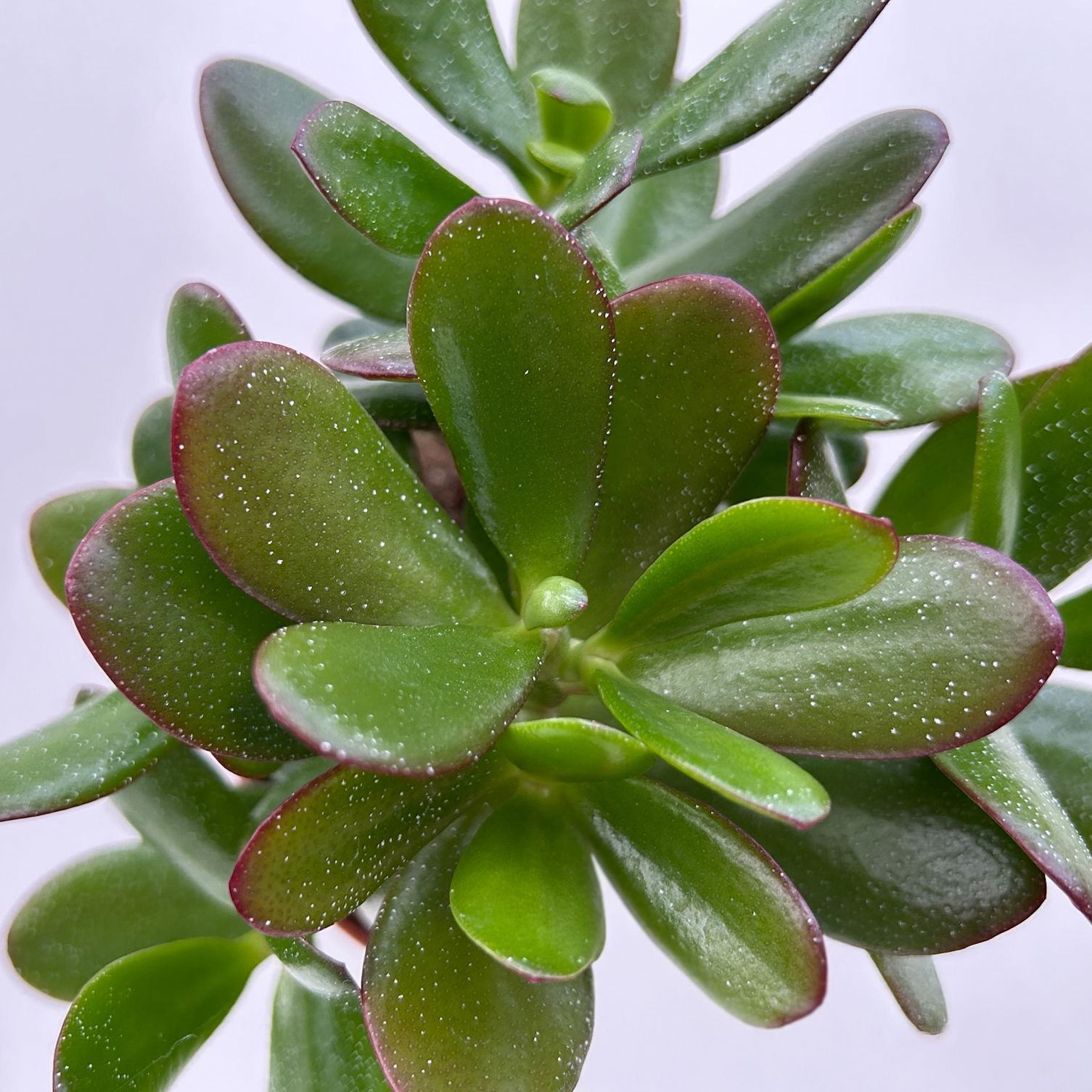 Grünpflanzenkreation 'Einsteiger-Mix', Topf-Ø 12cm + Übertopf Dallas, 4 Pflanzen