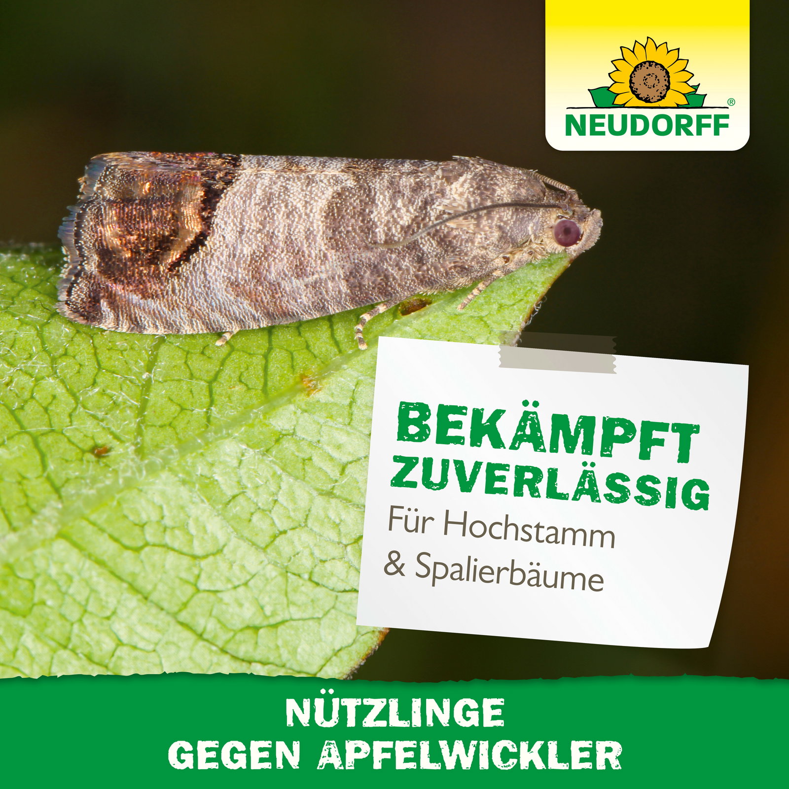Neudorff Bestell-Set Nützlinge gegen Apfelwickler, 5 Mio Stück Neudorff Bestell-Set Nützlinge gegen Apfelwickler, 5 Mio Stück
