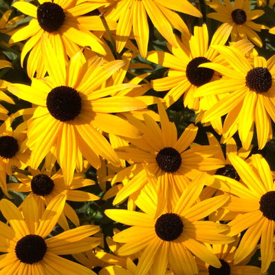 Sonnenhut 'Goldsturm', goldgelb, Topf 11x11 cm, 3 Pflanzen