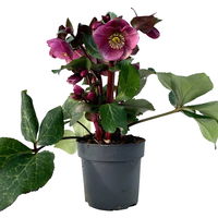 Helleborus 'Charmer', dunkelrosa, Topf-Ø 15 cm