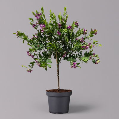 Kreuzblume, rosa-violett, Stamm, Höhe ca. 80 cm, Topf-Ø 19 cm