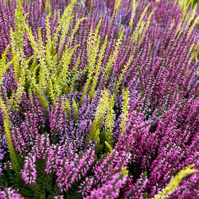 Calluna 'Beauty Ladies® Milca-Trio', lila-rot-weiß, Topf-Ø 11 cm, 6 Pflanzen Calluna 'Beauty Ladies® Milca-Trio', lila-rot-weiß, Topf-Ø 11 cm, 6 Pflanzen