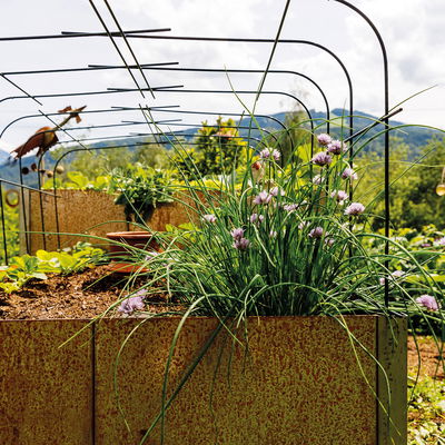 Bellissa Hortensienstütze 'ANNABELLE', 2er-Set, grün, H60 x L65 x L57 cm Bellissa Hortensienstütze 'ANNABELLE', 2er-Set, grün, H60 x L65 x L57 cm