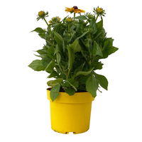 Sonnenhut gelb-orange, Topf-Ø 21 cm