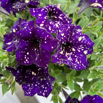 Petunie 'Midnight Sky' lila-weiß, hängend, Topf-Ø 13 cm, 6 Pflanzen