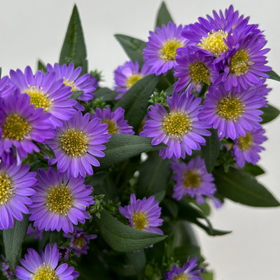 Aster novi-belgii Farben zufällig, Topf-Ø 12 cm, 6er-Set Aster novi-belgii Farben zufällig, Topf-Ø 12 cm, 6er-Set