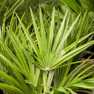 Chamaerops humilis, Topf-Ø 35 cm, Höhe ca. 120 cm Chamaerops humilis, Topf-Ø 35 cm, Höhe ca. 120 cm