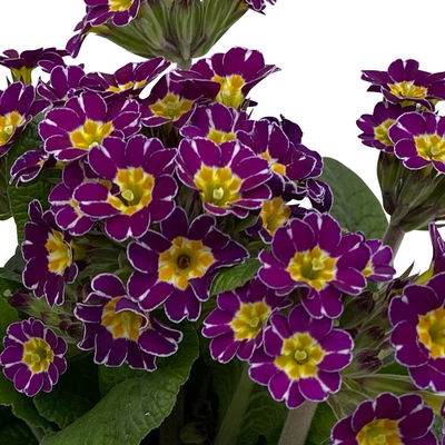 Garten-Schlüsselblume 'Little Queen' lila-gelb, Topf-Ø 13 cm, 6er-Set Garten-Schlüsselblume 'Little Queen' lila-gelb, Topf-Ø 13 cm, 6er-Set