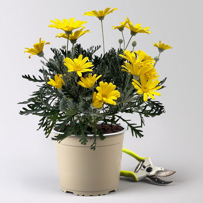 Gelbe Margerite, gelb, Topf-Ø 19 cm, 2 Pflanzen Gelbe Margerite, gelb, Topf-Ø 19 cm, 2 Pflanzen