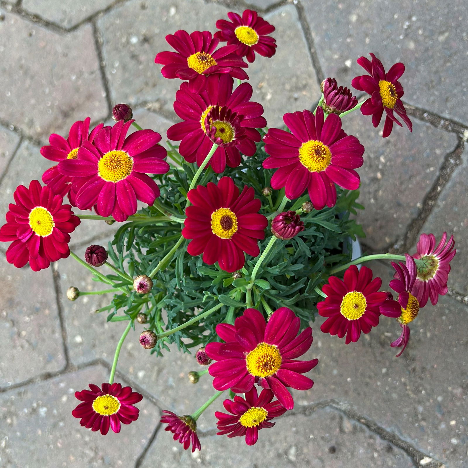 Margerite, Farben zufällig, Topf-Ø 11 cm, 8 Pflanzen