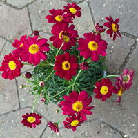 Margerite, Farben zufällig, Topf-Ø 11 cm, 8 Pflanzen