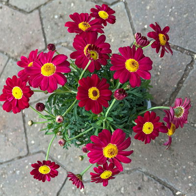 Margerite, Farben zufällig, Topf-Ø 11 cm, 8 Pflanzen