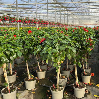 Hibiskus, rot, Stamm, Topf-Ø 23 cm, Höhe ca. 120 cm