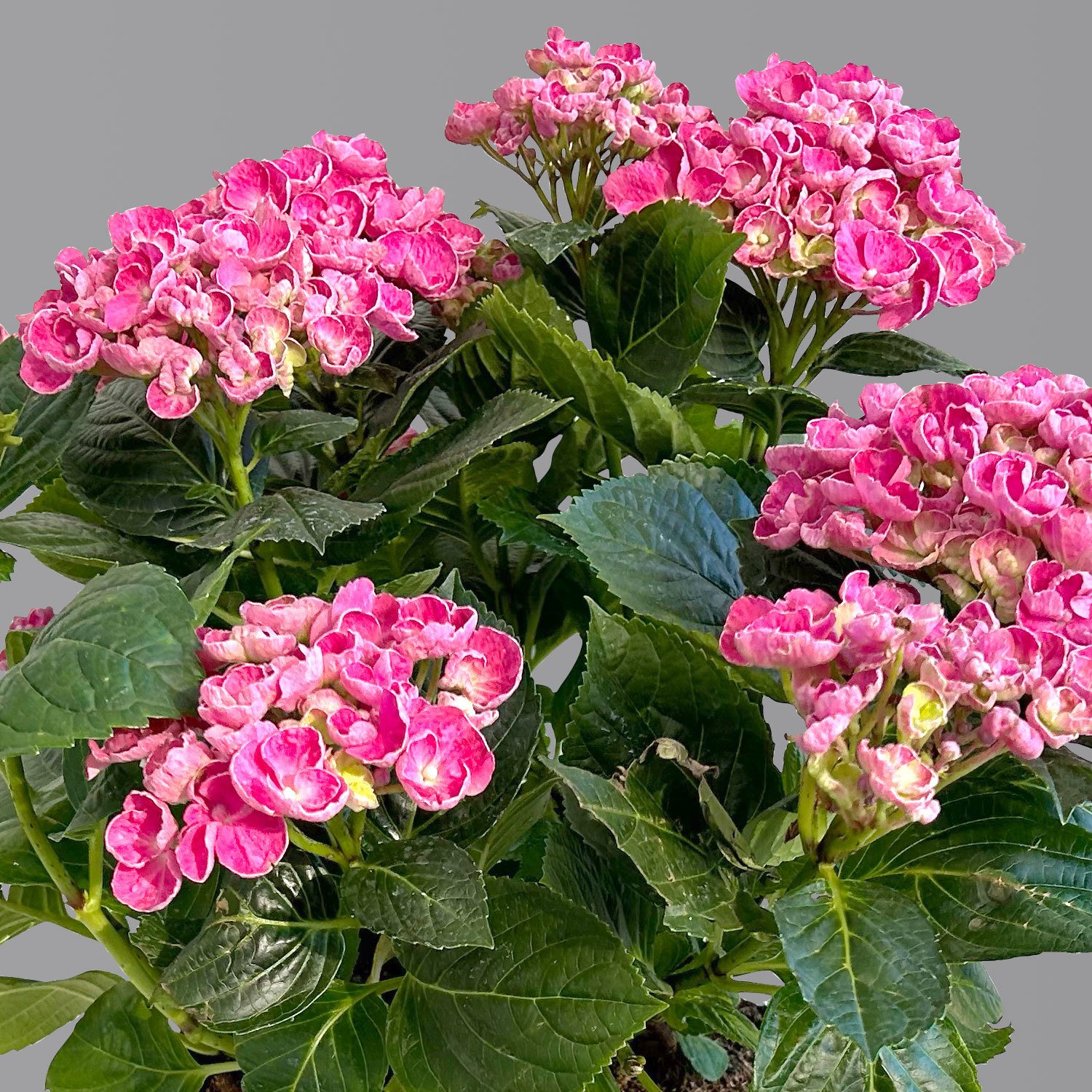 Gartenhortensie 'Curly Wurly®' Rosa, 23 cm Topf