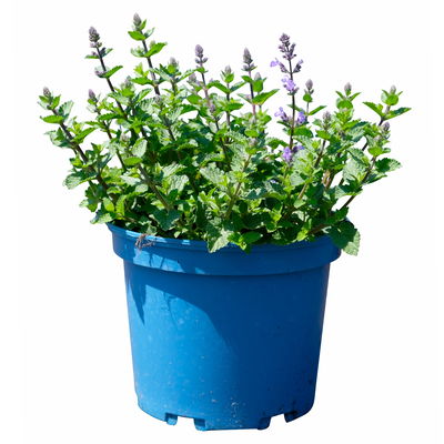 Zwerg-Katzenminze 'Purrsian Blue' blau, Topf 3 Liter