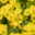 Chrysanthemen 'Swifty' gelb, Topf-Ø 10,5 cm, 6er-Set
