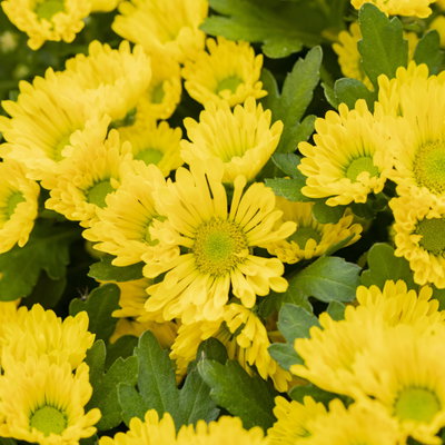 Chrysanthemen 'Swifty', gelb, Topf-Ø 10,5 cm, 6 Pflanzen Chrysanthemen 'Swifty', gelb, Topf-Ø 10,5 cm, 6 Pflanzen