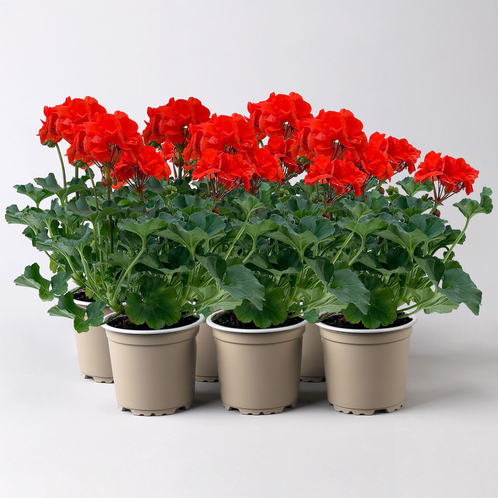 Geranie orangerot, Topf-Ø 13cm, 6 Pflanzen
