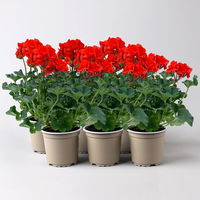 Geranie orangerot, Topf-Ø 13cm, 6 Pflanzen