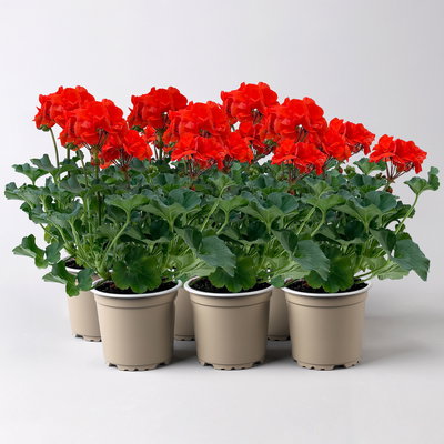 Geranie orangerot, Topf-Ø 13cm, 6 Pflanzen Geranie orangerot, Topf-Ø 13cm, 6 Pflanzen