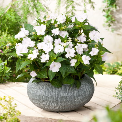 Edellieschen, weiß, Topf-Ø 13 cm, 6 Pflanzen Edellieschen, weiß, Topf-Ø 13 cm, 6 Pflanzen