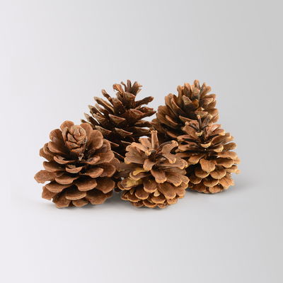 Pflanzenkreation Waldspaziergang, 8 Pflanzen + Lichterkette + Erde