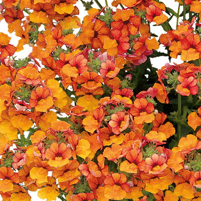Nemesie, orange, Topf-Ø 12 cm, 6 Pflanzen