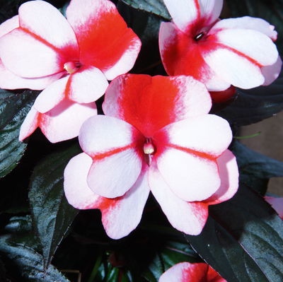 Edellieschen weiß-rot, Topf-Ø 12 cm, 6er-Set