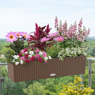 Pflanzenkreation Sommerromantik, groß, 6 Pflanzen inkl. Erde und Dünger