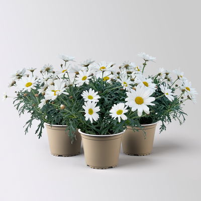 Margerite 'Beejou', weiß, Topf-Ø 14 cm, 3 Pflanzen