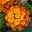 Pflanzenkreation Mediterranes Flair orange, groß, 6 Pflanzen inkl. Erde & Dünger