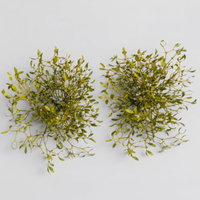 Mistelkrone natur, klein, ca. 25-35 cm Ø, 2 Stück Mistelkrone natur, klein, ca. 25-35 cm Ø, 2 Stück