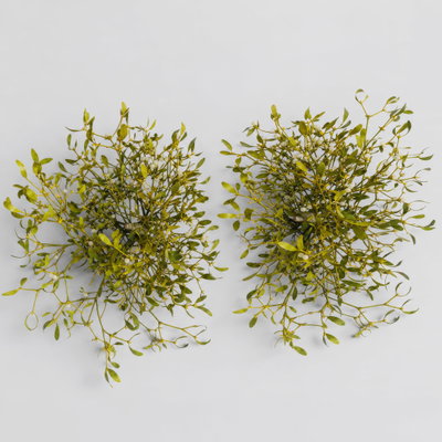 Mistelkrone natur, klein, ca. 25-35 cm Ø, 2 Stück Mistelkrone natur, klein, ca. 25-35 cm Ø, 2 Stück