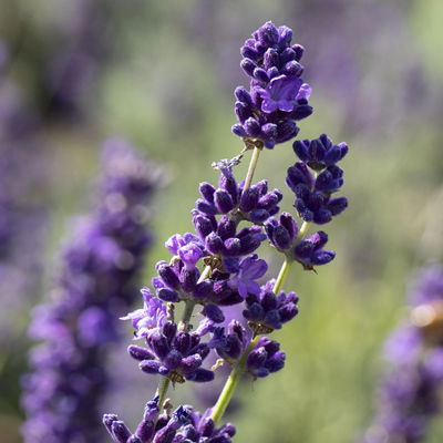 Lavendel, Ballen-Ø ca. 7 cm, 3x 6 Pflanzen im Tray Lavendel, Ballen-Ø ca. 7 cm, 3x 6 Pflanzen im Tray