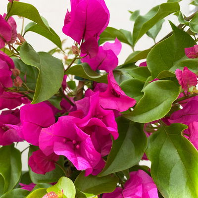 Bougainvillea, Pyramide, Topf-Ø 17 cm, Höhe ca. 65 cm, 2 Pflanzen