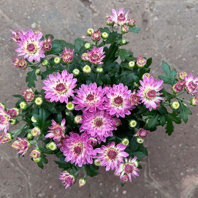 Chrysanthemen, rosa, Topf-Ø 10,5 cm, 8 Pflanzen Chrysanthemen, rosa, Topf-Ø 10,5 cm, 8 Pflanzen