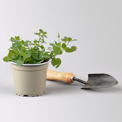Orangenminze, Kölle Bio, 12cm Topf, frisch aus unserer Bio-Gärtnerei Orangenminze, Kölle Bio, 12cm Topf, frisch aus unserer Bio-Gärtnerei