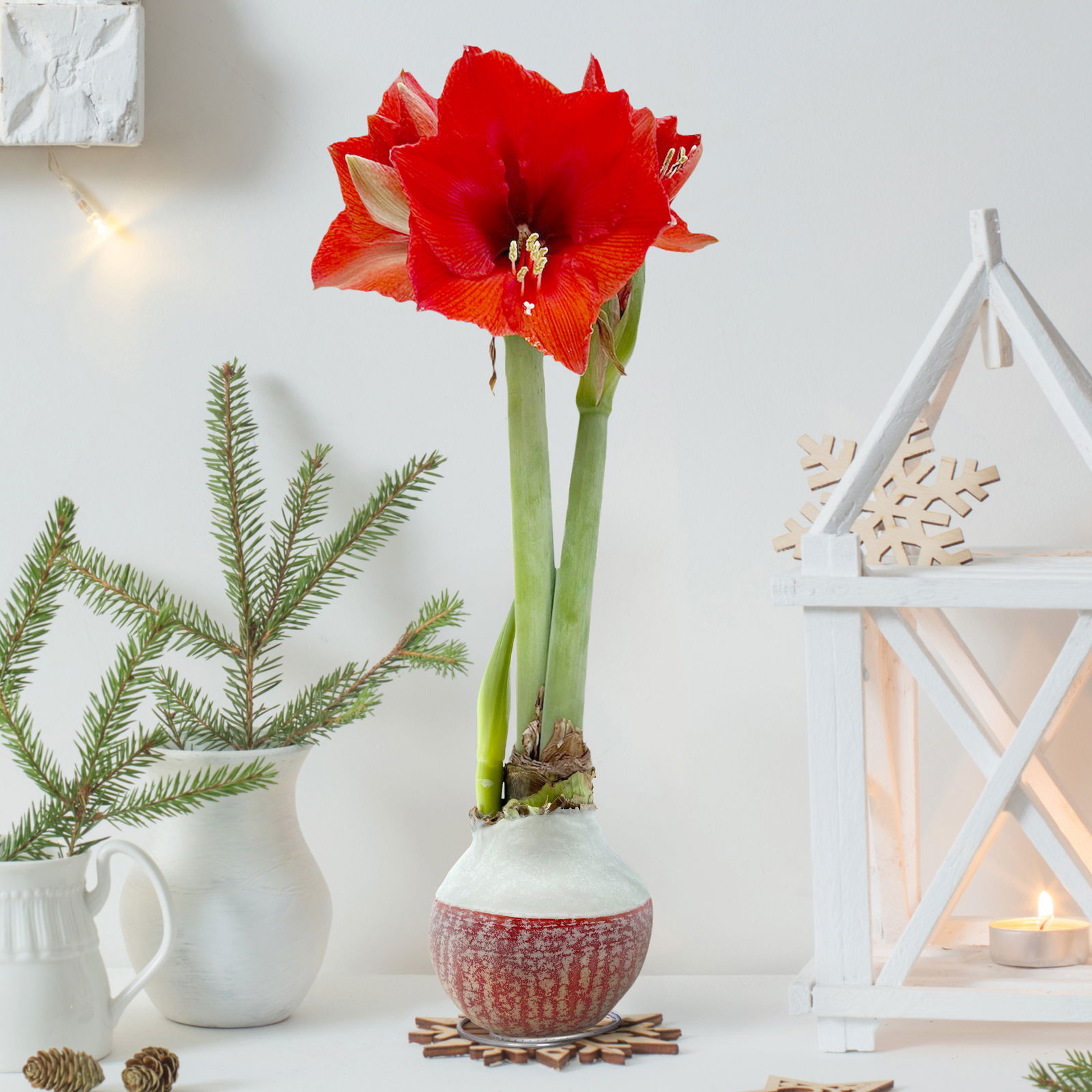 Amaryllis in Wachs, Dekor 'Happiness Red', Blüte rot