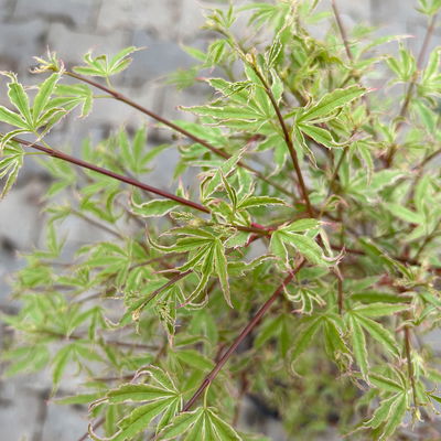 Japanischer Fächerahorn 'Butterfly', Höhe 40 - 60 cm, Topf-Ø 19 cm