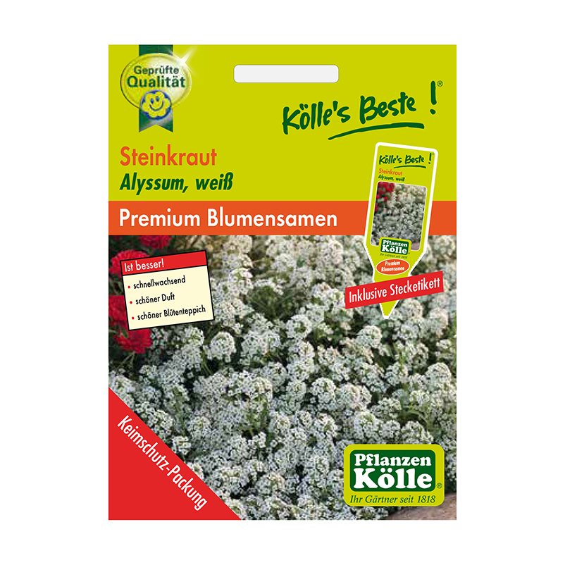 Kölle's Beste Blumensamen Steinkraut (Alyssum), weiß