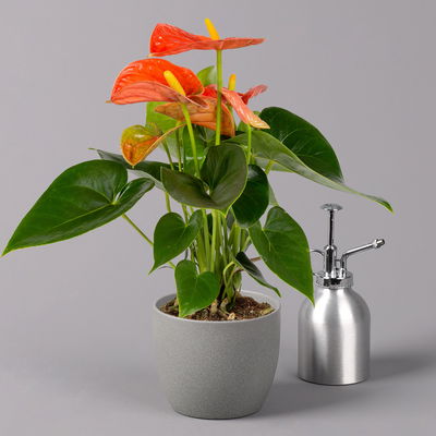 Flamingoblume, 'Orange Champion', orange, Topf-Ø 12 cm, Höhe ca. 35 cm