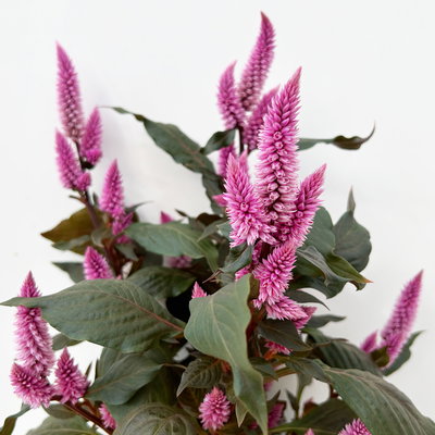 Celosia 'Wild Pink' rosa-pink, Topf-Ø 14 cm, 3 Stück