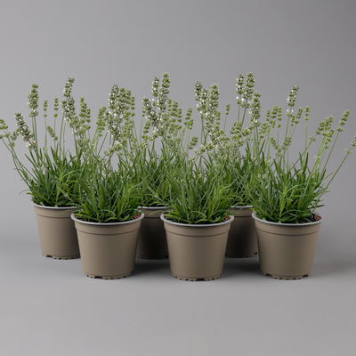 Lavendel, weiß, Topf-Ø 12 cm, 6 Pflanzen