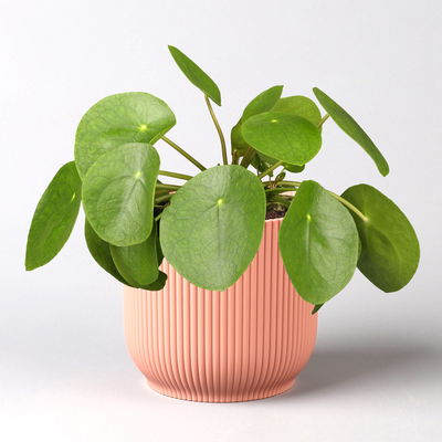 Pilea peperomioides in Übertopf Vibes rosa, Topf-Ø 12 cm, H: ca. 20 cm Pilea peperomioides in Übertopf Vibes rosa, Topf-Ø 12 cm, H: ca. 20 cm