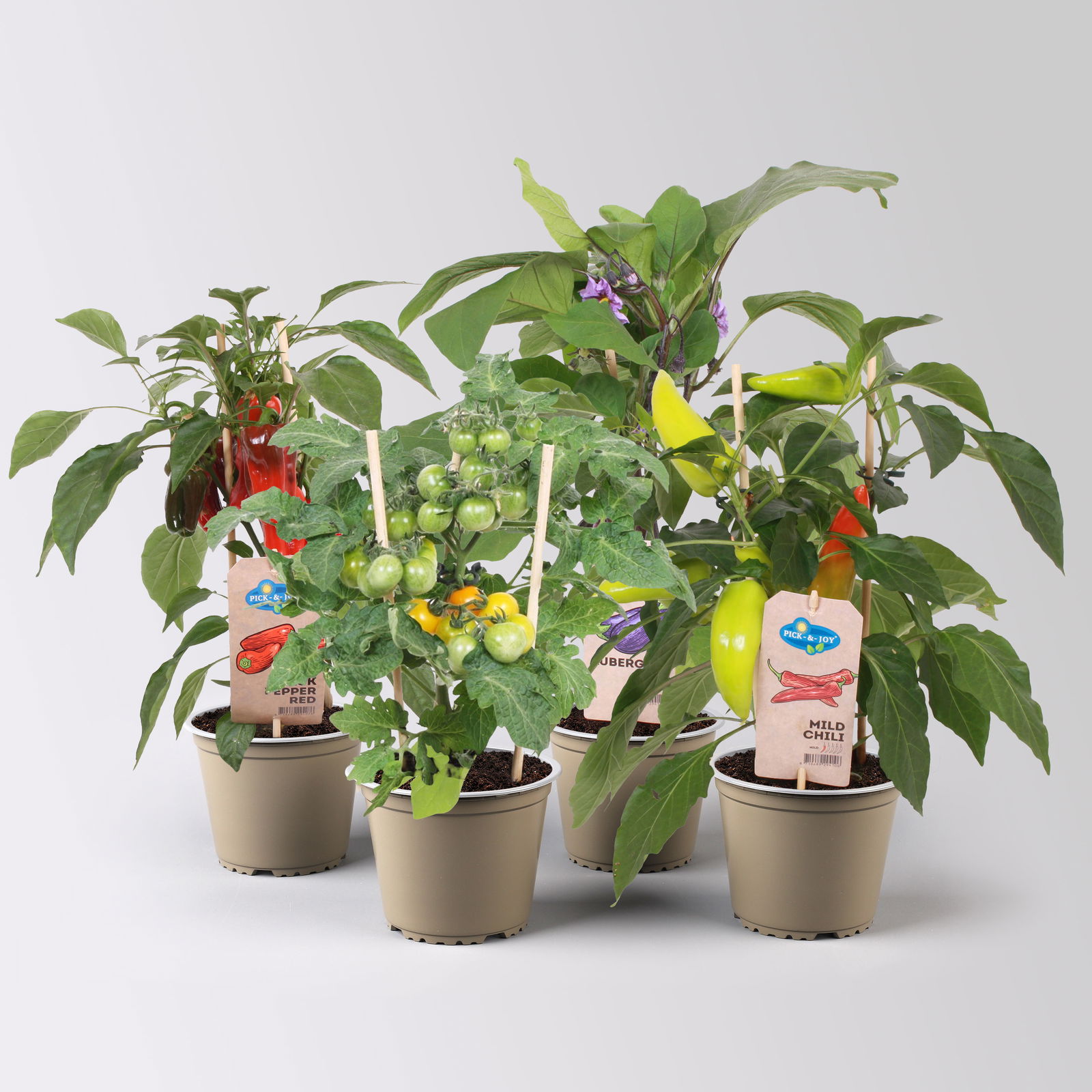 Kölle Naschgemüse Mix 'Pick-&-Joy®, Topf-Ø 14 cm, 4 Pflanzen