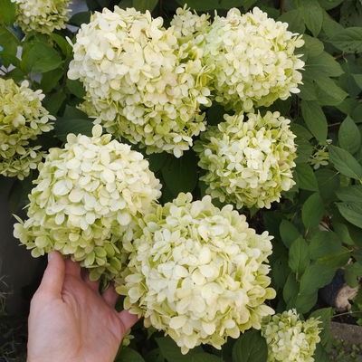 Rispenhortensie 'Limelight'Ⓢ 30/40 cm, im 5 l Topf
