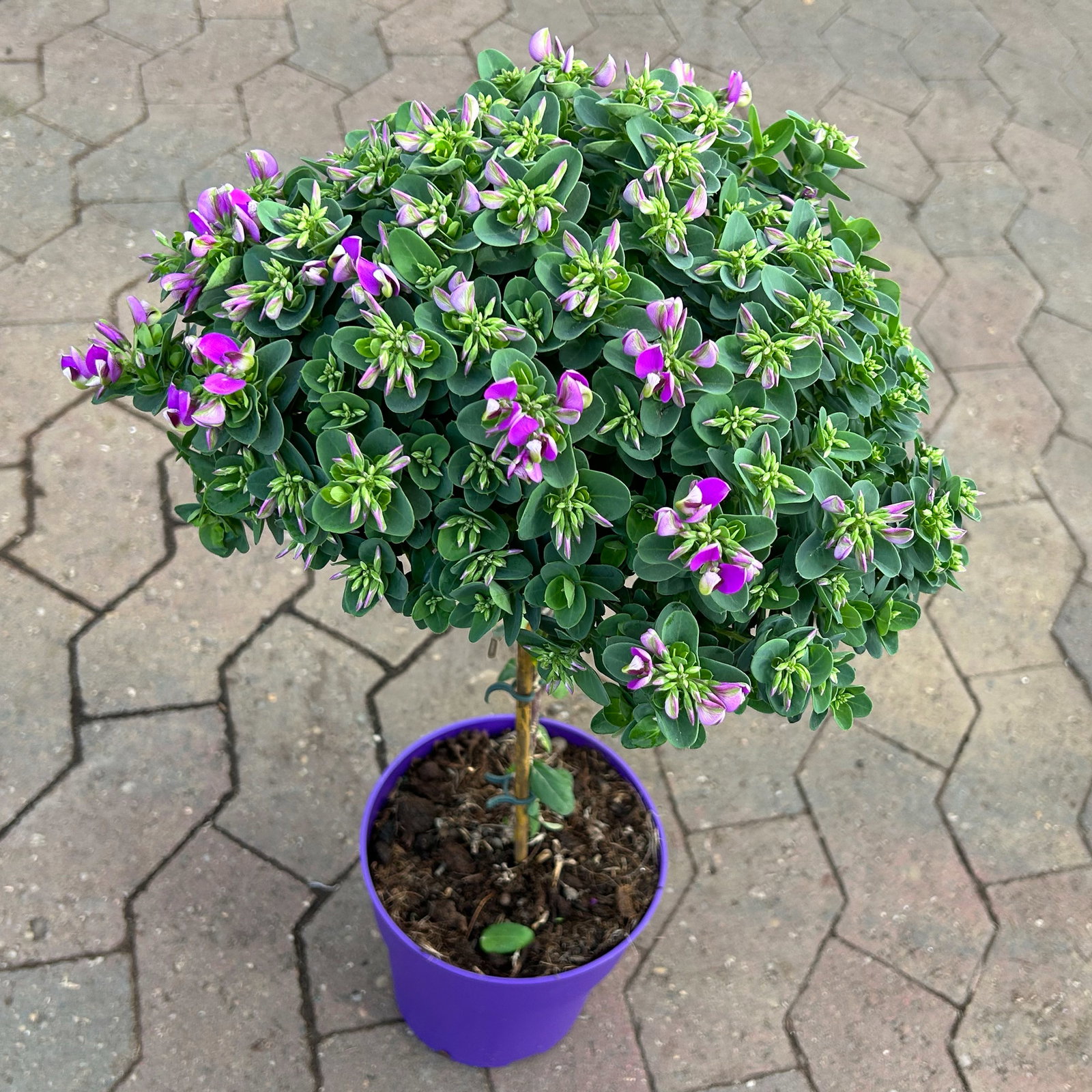 Kreuzblume 'Bibi Pink', rosa-violett, Stamm, Topf-Ø 17 cm Kreuzblume 'Bibi Pink', rosa-violett, Stamm, Topf-Ø 17 cm