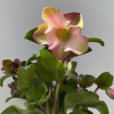 Schneerose Ice N' Rose® 'Early Rose', rosa, Topf-Ø 15 cm Schneerose Ice N' Rose® 'Early Rose', rosa, Topf-Ø 15 cm